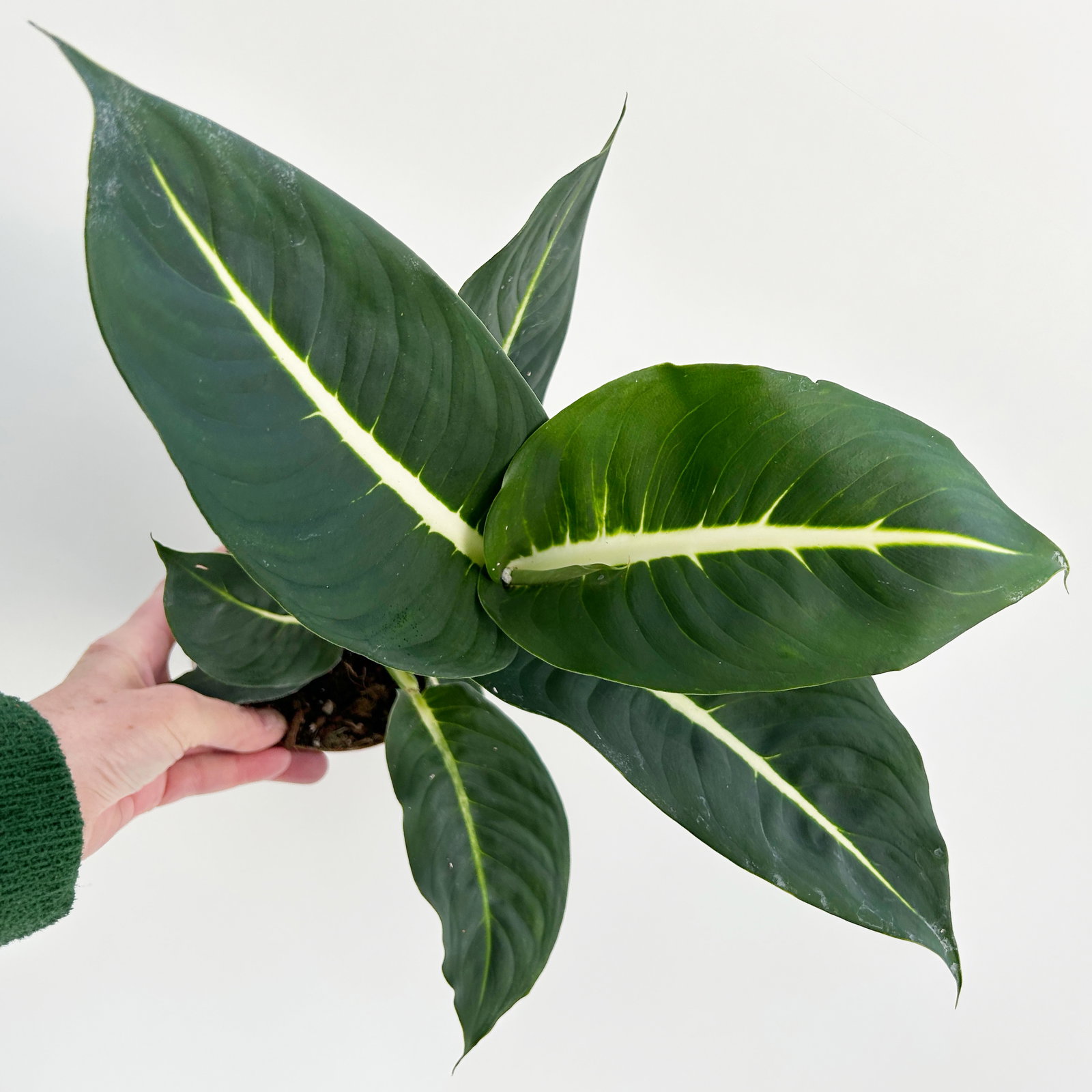 Dieffenbachie 'Green Magic', Topf-Ø 12 cm, 2 Pflanzen, inkl. Übertopf Byron