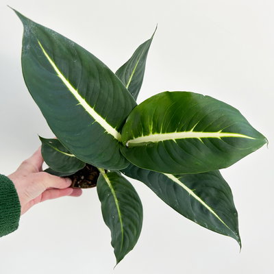 Dieffenbachie 'Green Magic', Topf-Ø 12 cm, 2 Pflanzen, inkl. Übertopf Byron