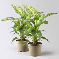 Dieffenbachie 'Mars', Topf-Ø 17cm, Höhe ca. 50-60 cm, 2 Pflanzen