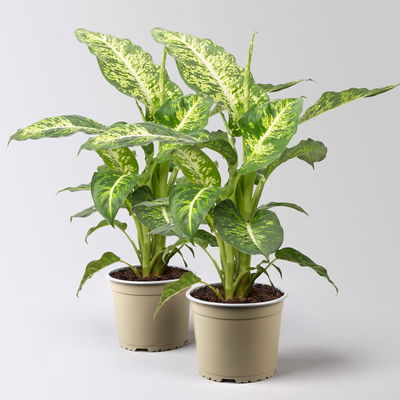 Dieffenbachie 'Mars', Topf-Ø 17cm, Höhe ca. 50-60 cm, 2 Pflanzen