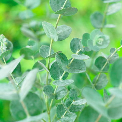 Eucalyptus gunnii 'Azura®', Topf-Ø 15 cm Eucalyptus gunnii 'Azura®', Topf-Ø 15 cm
