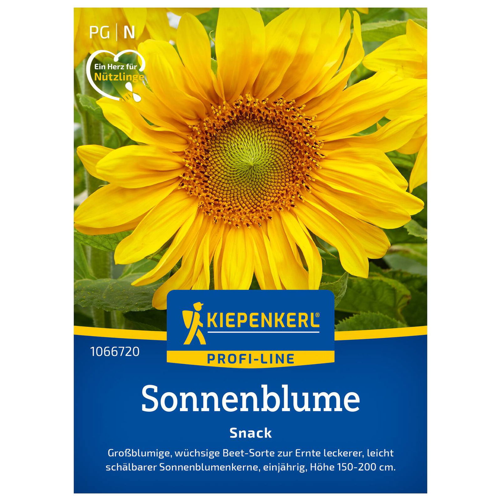 Blumensamen, Sonnenblume 'Snack', gelb