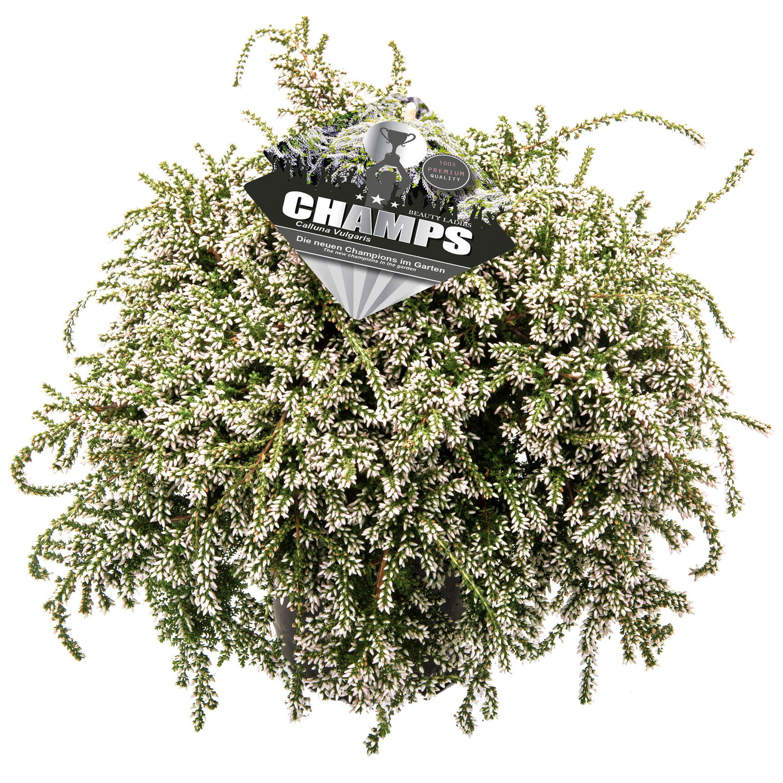 Knospenheide 'Beauty Ladies® Champs®', weiß, Topf-Ø 12 cm, 3 Stück