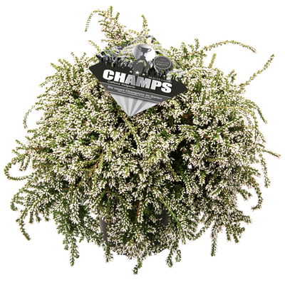 Knospenheide hängend, weiß, Topf-Ø 12 cm, 3 Pflanzen Knospenheide hängend, weiß, Topf-Ø 12 cm, 3 Pflanzen