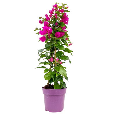 Bougainvillea, Pyramide, Topf-Ø 17 cm, Höhe ca. 65 cm, 2 Pflanzen