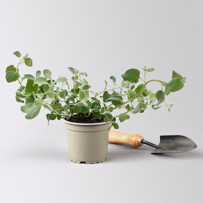 Grabbepflanzung Sommer rot-weiß-blau, 12 Pflanzen