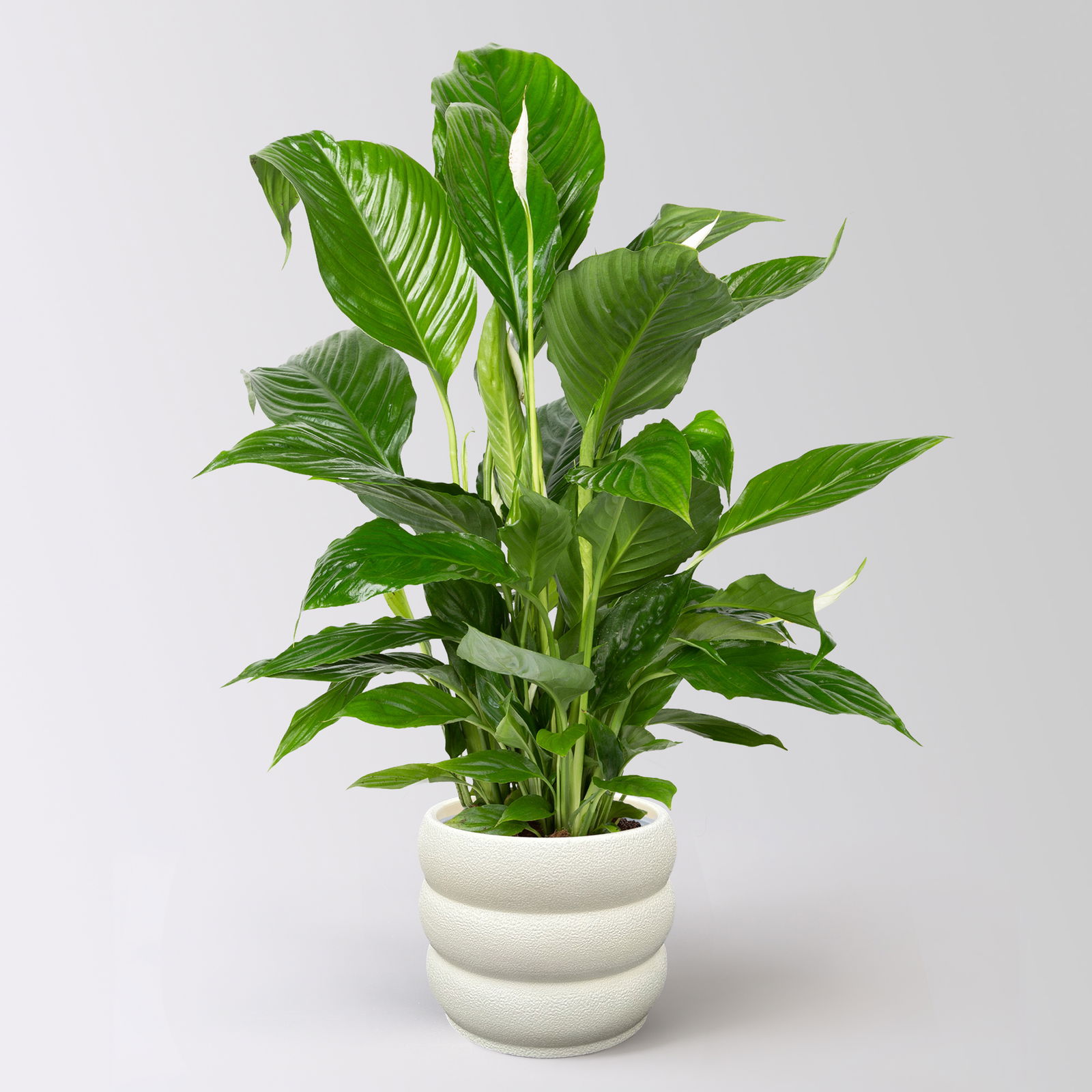 Einblatt 'Vivaldi', Topf-Ø 17 cm, Höhe ca. 75 cm, inkl. Keramikübertopf Byron