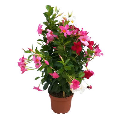 Dipladenie 'Trio' bunt, Doppelbogen, TopfØ 17cm,  Höhe ca. 70cm