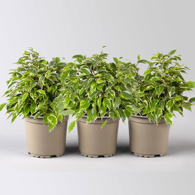 Birkenfeige 'Kinky', Topf-Ø 12 cm, Höhe ca. 25 cm, 3 Pflanzen