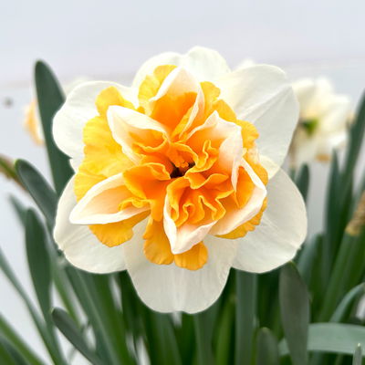 Narzisse 'Golden Pearl' gelb-hellgelb, vorgetrieben, Topf-Ø 15 cm, 3 Pflanzen Narzisse 'Golden Pearl' gelb-hellgelb, vorgetrieben, Topf-Ø 15 cm, 3 Pflanzen