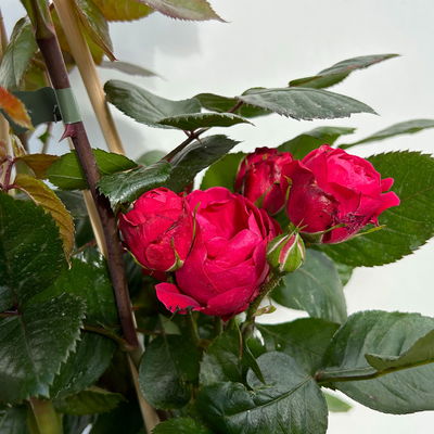 Beetrose 'Kompass'®, rot, Topf 5 Liter, 4 Pflanzen Beetrose 'Kompass'®, rot, Topf 5 Liter, 4 Pflanzen