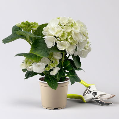 Hortensie weiß, mind. 3 Dolden, Topf-Ø 10 cm, Höhe ca. 20 cm, 3 Pflanzen