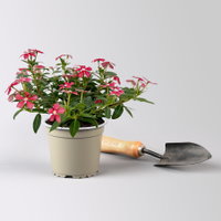 Catharanthus 'Soiree', Farben zufällig, kleinblütig, Topf-Ø 12 cm, 6 Pflanzen Catharanthus 'Soiree', Farben zufällig, kleinblütig, Topf-Ø 12 cm, 6 Pflanzen