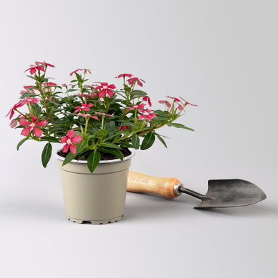 Catharanthus 'Soiree', Farben zufällig, kleinblütig, Topf-Ø 12 cm, 6 Pflanzen Catharanthus 'Soiree', Farben zufällig, kleinblütig, Topf-Ø 12 cm, 6 Pflanzen