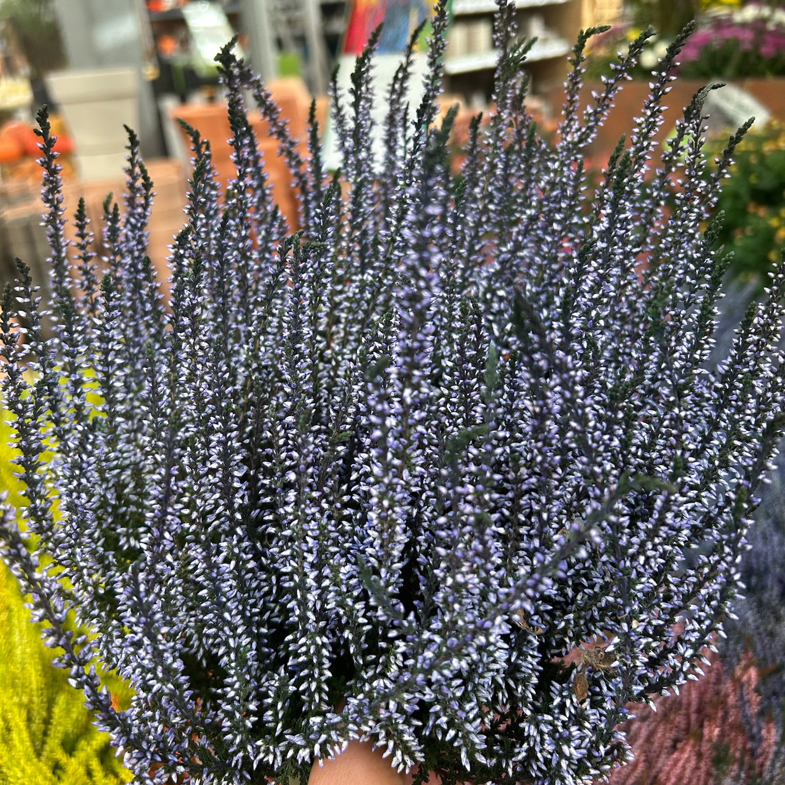 Knospenheide 'Picasso' gefärbt, Farben zufällig, Topf-Ø 12 cm, 6 Pflanzen Knospenheide 'Picasso' gefärbt, Farben zufällig, Topf-Ø 12 cm, 6 Pflanzen