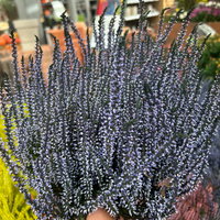 Knospenheide 'Picasso' gefärbt, Farben zufällig, Topf-Ø 12 cm, 6 Pflanzen Knospenheide 'Picasso' gefärbt, Farben zufällig, Topf-Ø 12 cm, 6 Pflanzen