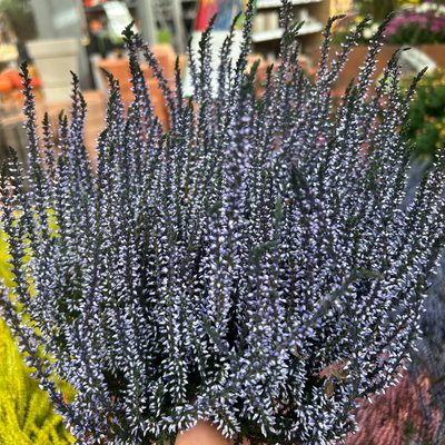 Knospenheide 'Picasso' gefärbt, Farben zufällig, Topf-Ø 12 cm, 6 Pflanzen Knospenheide 'Picasso' gefärbt, Farben zufällig, Topf-Ø 12 cm, 6 Pflanzen