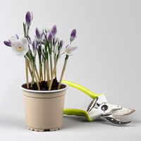 Zwiebelpflanzen-Set Frühlingsleuchten, blau-weiß-rot, 9 Pflanzen