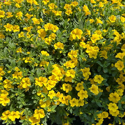 Zauberglöckchen 'Duo', pink & gelb, Topf-Ø 14 cm, 4 Pflanzen