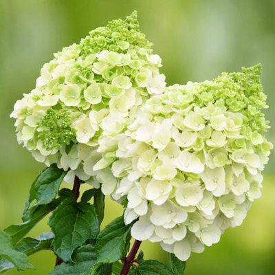 Rispenhortensien-Kollektion 'Weiss' (Hydrangea paniculata), 3er-Set, Topf 4,6 l Rispenhortensien-Kollektion 'Weiss' (Hydrangea paniculata), 3er-Set, Topf 4,6 l