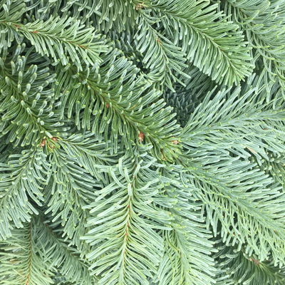 Nobilis Tannenzweige im Handbund, Länge 50-60 cm, ca. 1 kg, 4 Bund