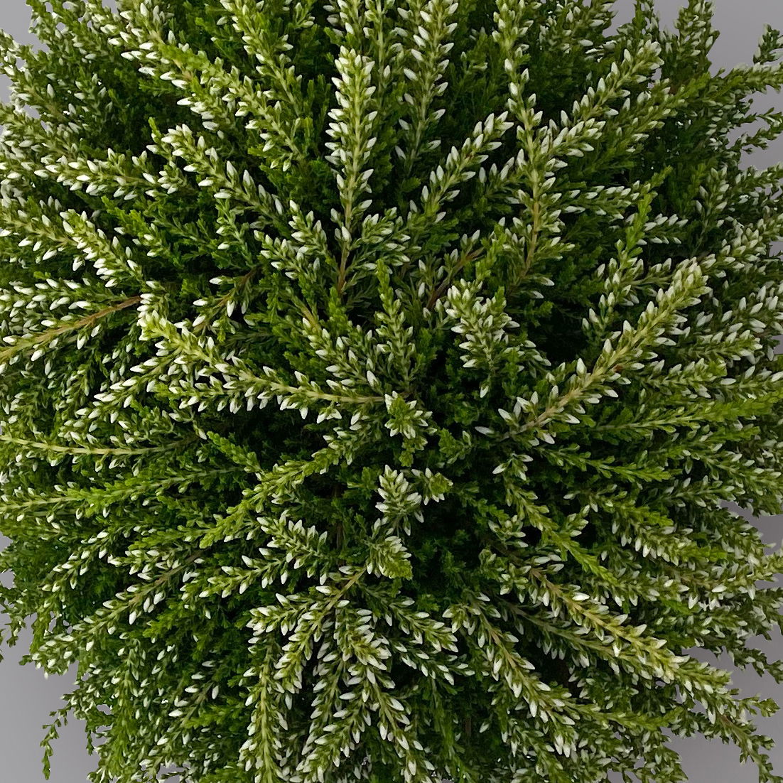 Knospenheide 'Rasta Girls®', weiß, Topf-Ø 13 cm, 6 Pflanzen