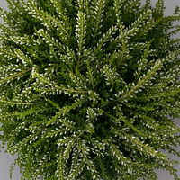 Knospenheide 'Rasta Girls®', weiß, Topf-Ø 13 cm, 6 Pflanzen