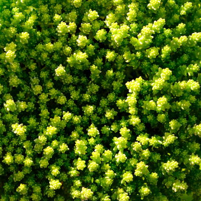 Scharfer Mauerpfeffer 'Aureum' gelb, 9x9 cm, 3 Pflanzen Scharfer Mauerpfeffer 'Aureum' gelb, 9x9 cm, 3 Pflanzen