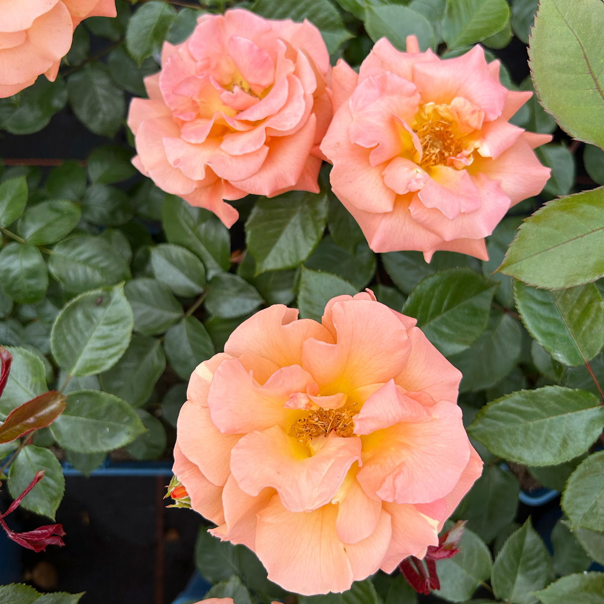 Beetrose 'Westzeit®', orange-aprikot bis rosa, Topf 5 Liter