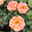 Beetrose 'Westzeit®', orange-aprikot bis rosa, Topf 5 Liter