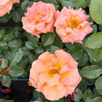 Beetrose 'Westzeit®', orange-aprikot bis rosa, Topf 5 Liter