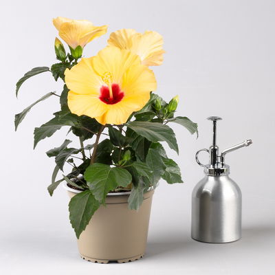 Hibiskus, gelb, Topf-Ø 13 cm, Höhe ca. 35 cm, 2 Pflanzen