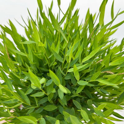 Zimmerbambus, Topf-Ø 12cm, 3 Pflanzen Zimmerbambus, Topf-Ø 12cm, 3 Pflanzen