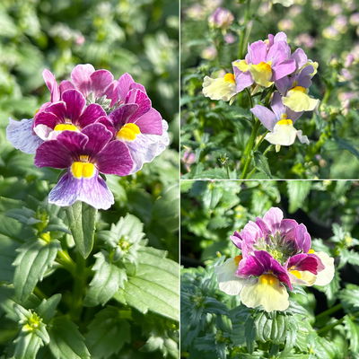 Nemesie, Sorte zufällig, Topf-Ø 12 cm, 6 Pflanzen Nemesie, Sorte zufällig, Topf-Ø 12 cm, 6 Pflanzen