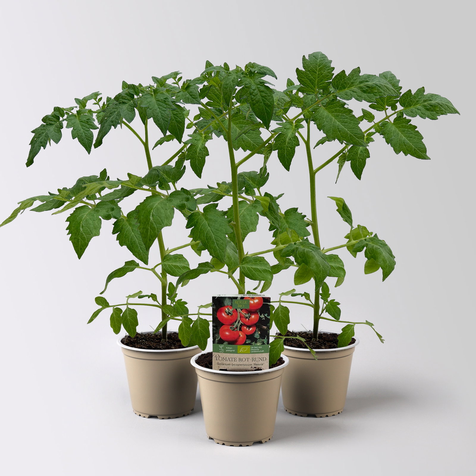 Bio Tomate Rot-Rund 'Previa', Topf-Ø 12 cm, 3 Pflanzen