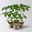 Bio Tomate Rot-Rund 'Previa', Topf-Ø 12 cm, 3 Pflanzen