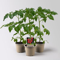 Bio Tomate Rot-Rund 'Previa', Topf-Ø 12 cm, 3 Pflanzen Bio Tomate Rot-Rund 'Previa', Topf-Ø 12 cm, 3 Pflanzen