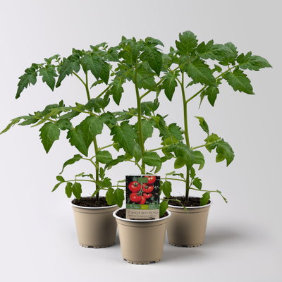 Bio Tomate Rot-Rund 'Previa', Topf-Ø 12 cm, 3 Pflanzen Bio Tomate Rot-Rund 'Previa', Topf-Ø 12 cm, 3 Pflanzen