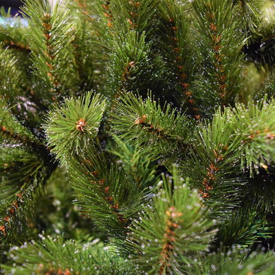 Triumph Tree Kunst-Tanne 'Forest Frosted Pine', Höhe ca. 215 cm Triumph Tree Kunst-Tanne 'Forest Frosted Pine', Höhe ca. 215 cm