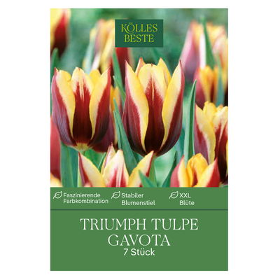 Triumph Tulpen Gavota gelb/weiß/lila, 7 Blumenzwiebeln