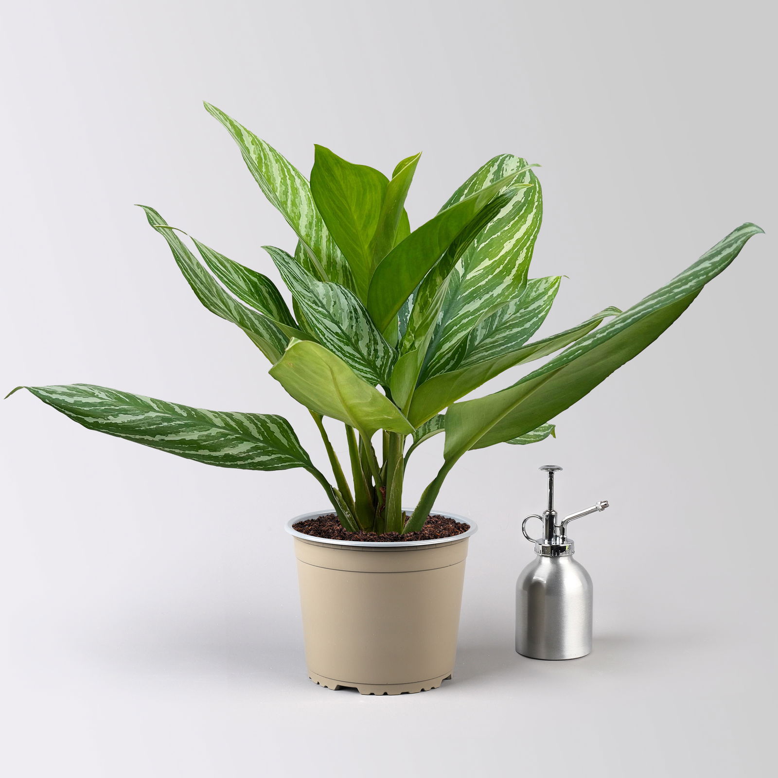 Aglaonema 'Stripes', Topf-Ø 17 cm, Höhe ca. 50 cm, inkl. Keramikübertopf Byron