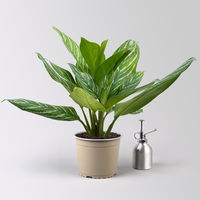 Aglaonema 'Stripes', Topf-Ø 17 cm, Höhe ca. 50 cm, inkl. Keramikübertopf Byron