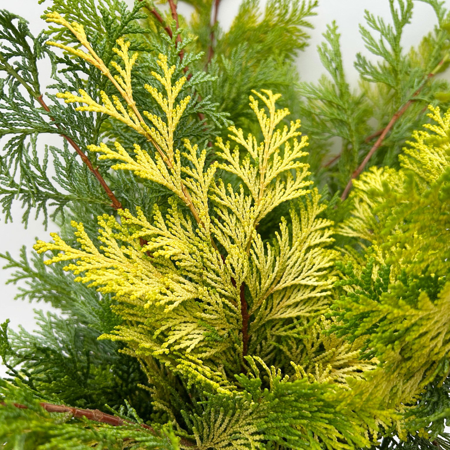 Scheinzypresse 'Crippisii' im Handbund, 3 Bund Scheinzypresse 'Crippisii' im Handbund, 3 Bund