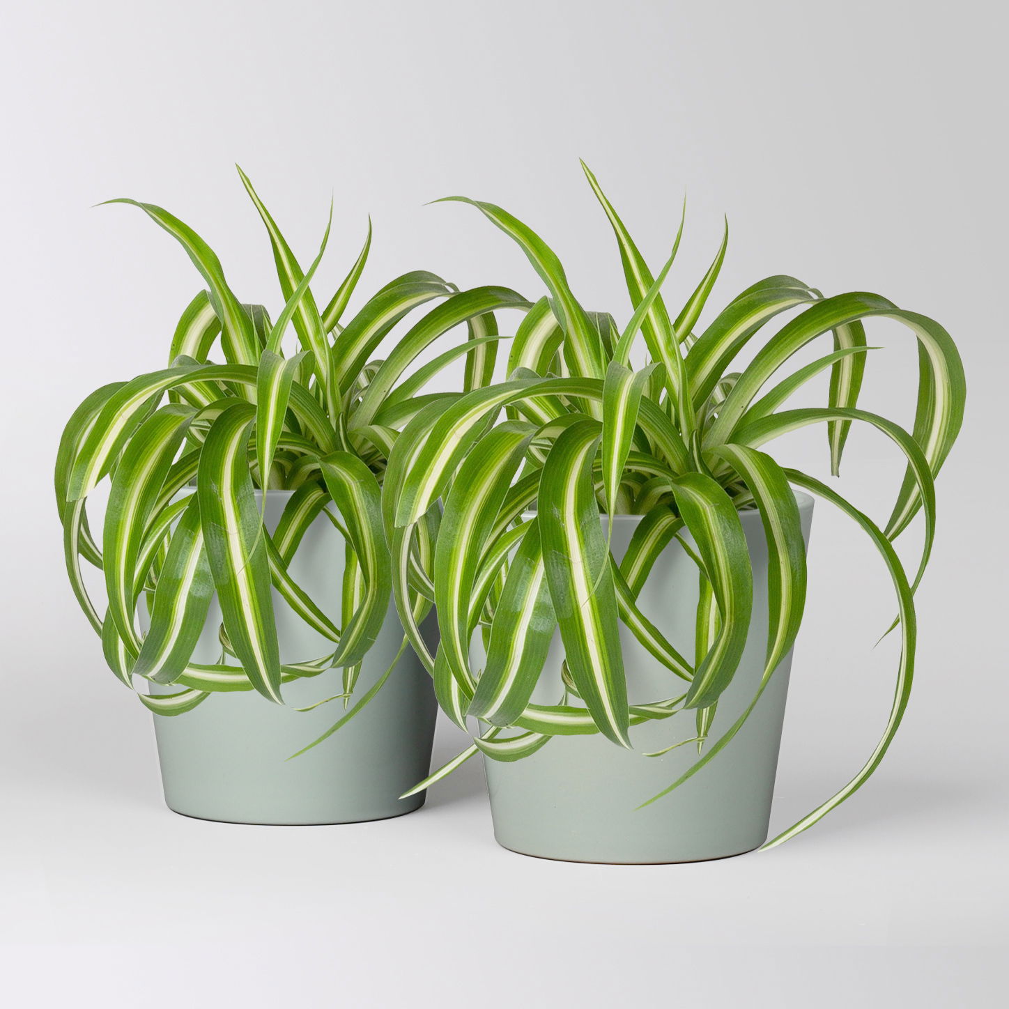 Grünlilie 'Bonnie' mit Keramiktopf Dallas gletscherblau, Topf-Ø 12cm, 2 Pflanzen