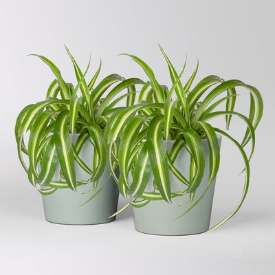 Grünlilie 'Bonnie' mit Keramiktopf Dallas gletscherblau, Topf-Ø 12cm, 2 Pflanzen