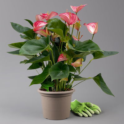 Flamingoblume 'Livium Red' rot-weiß gestreift, Topf-Ø 21 cm