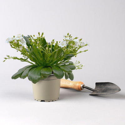 Pflanzenkreation Trockenzauberer, groß, 6 Pflanzen inkl. Erde und Dünger