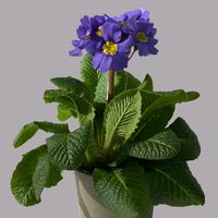 Hohe Schlüsselblume 'Inara® Blue' blau-violett, Topf-Ø 13 cm, 6er-Set