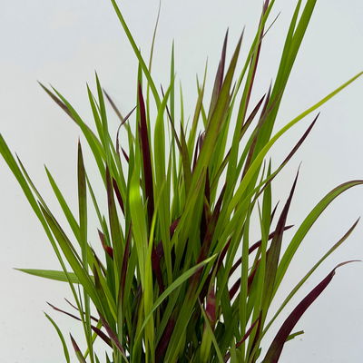 Japanisches Blutgras 'Red Baron', 2er-Set, Blattspitzen in rot, je im 14 cm Topf Japanisches Blutgras 'Red Baron', 2er-Set, Blattspitzen in rot, je im 14 cm Topf