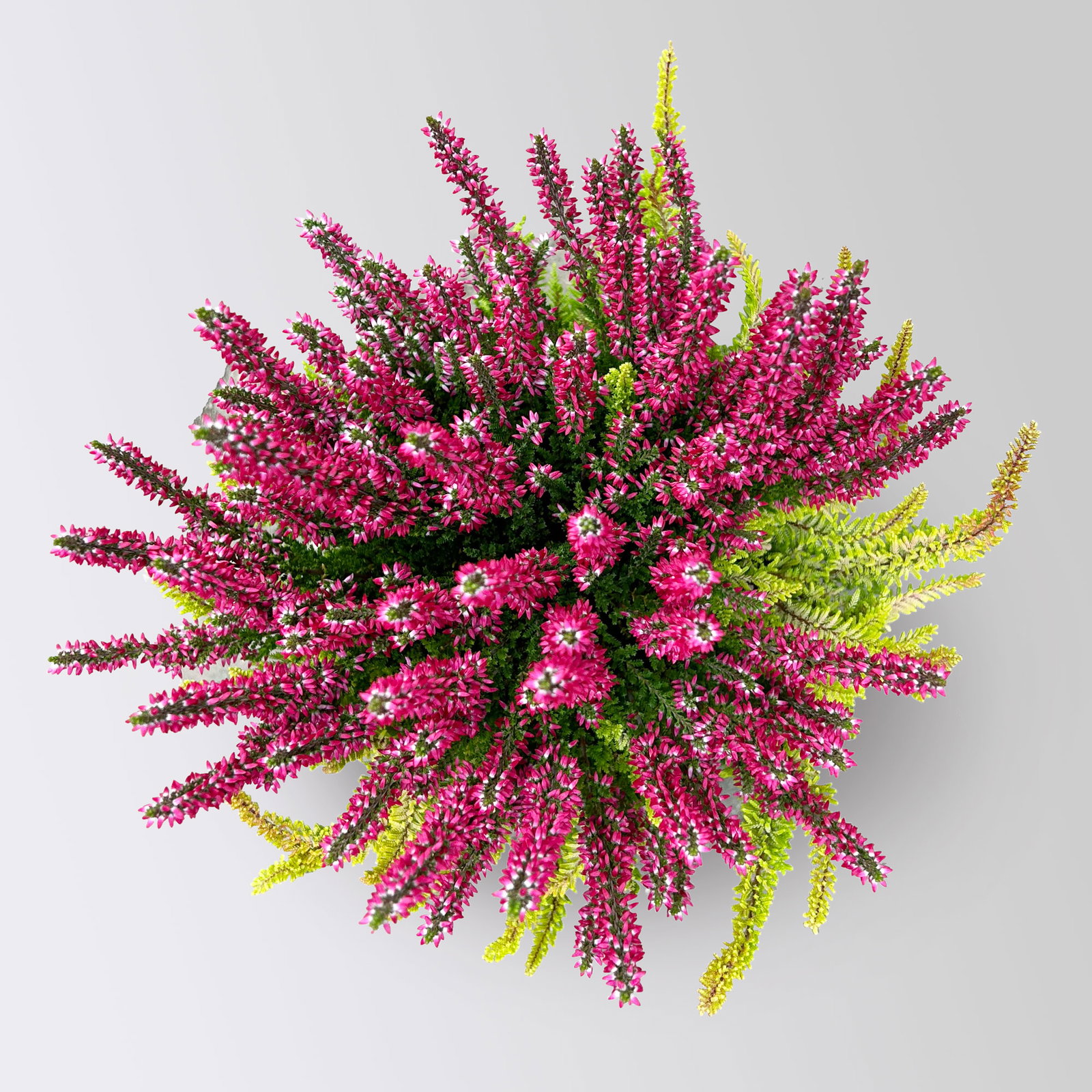Calluna 'Colour Crown', zweifarbig, Topf-Ø 13 cm, 3 Pflanzen Calluna 'Colour Crown', zweifarbig, Topf-Ø 13 cm, 3 Pflanzen